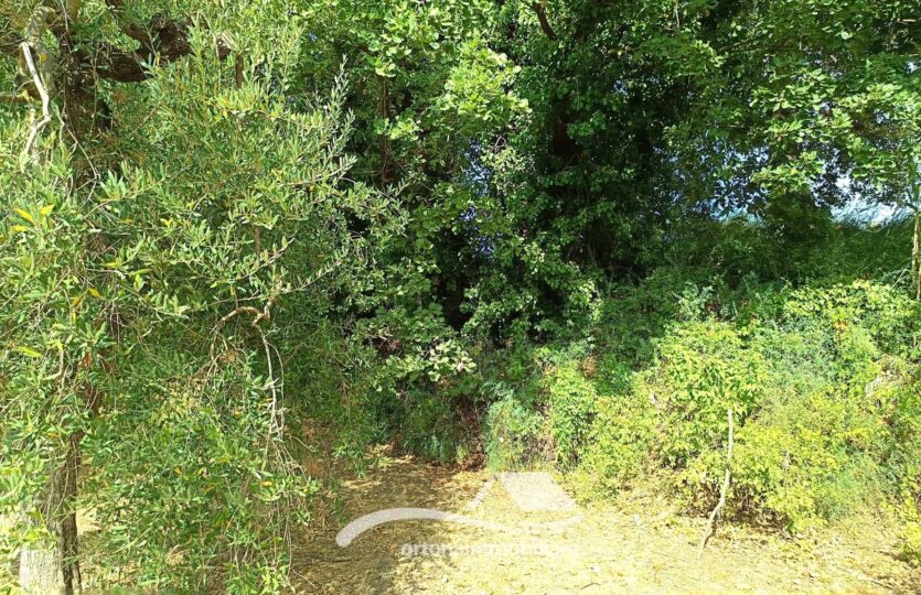 Vendesi porzione di terreno con uliveto, Lanciano c.da Santa Giusta
