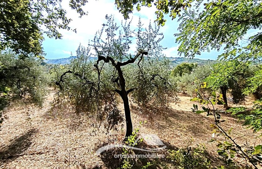 Vendesi porzione di terreno con uliveto, Lanciano c.da Santa Giusta