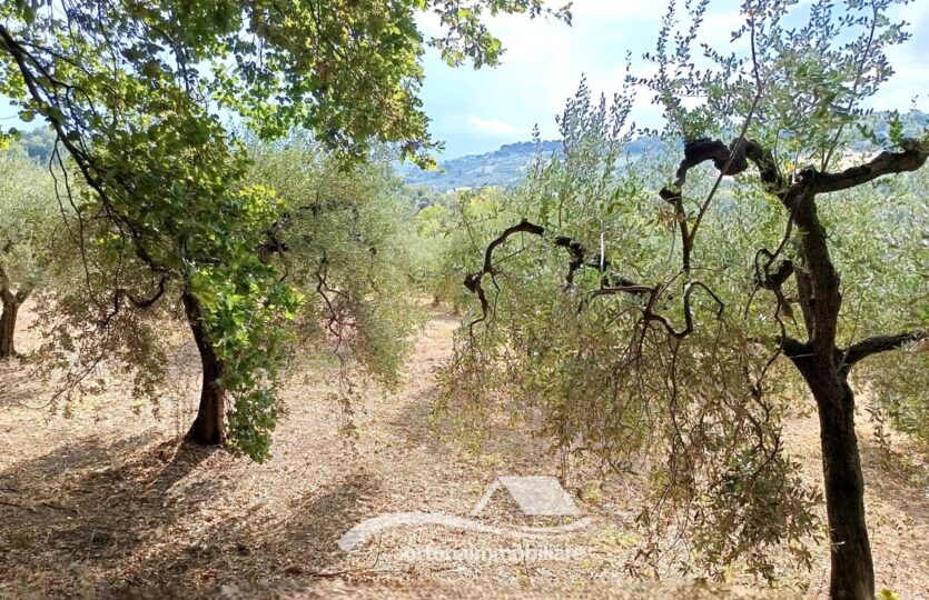 Vendesi porzione di terreno con uliveto, Lanciano c.da Santa Giusta