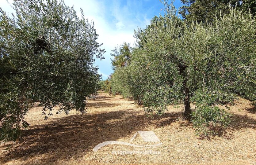 Vendesi porzione di terreno con uliveto, Lanciano c.da Santa Giusta