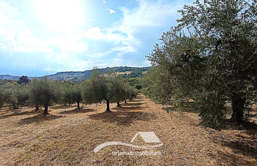 Vendesi porzione di terreno con uliveto, Lanciano c.da Santa Giusta