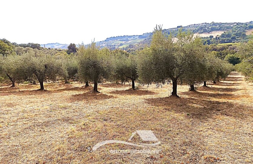 Vendesi porzione di terreno con uliveto, Lanciano c.da Santa Giusta