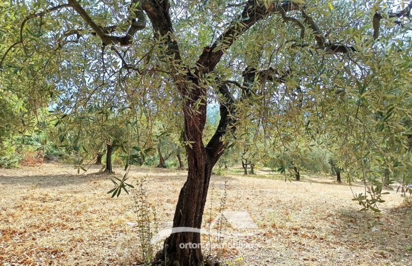 Vendesi porzione di terreno con uliveto, Lanciano c.da Santa Giusta