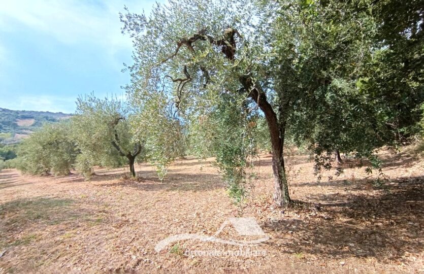Vendesi porzione di terreno con uliveto, Lanciano c.da Santa Giusta